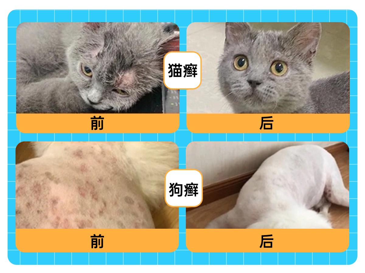 宠物皮肤病喷药神器,宠物皮肤病喷剂广谱