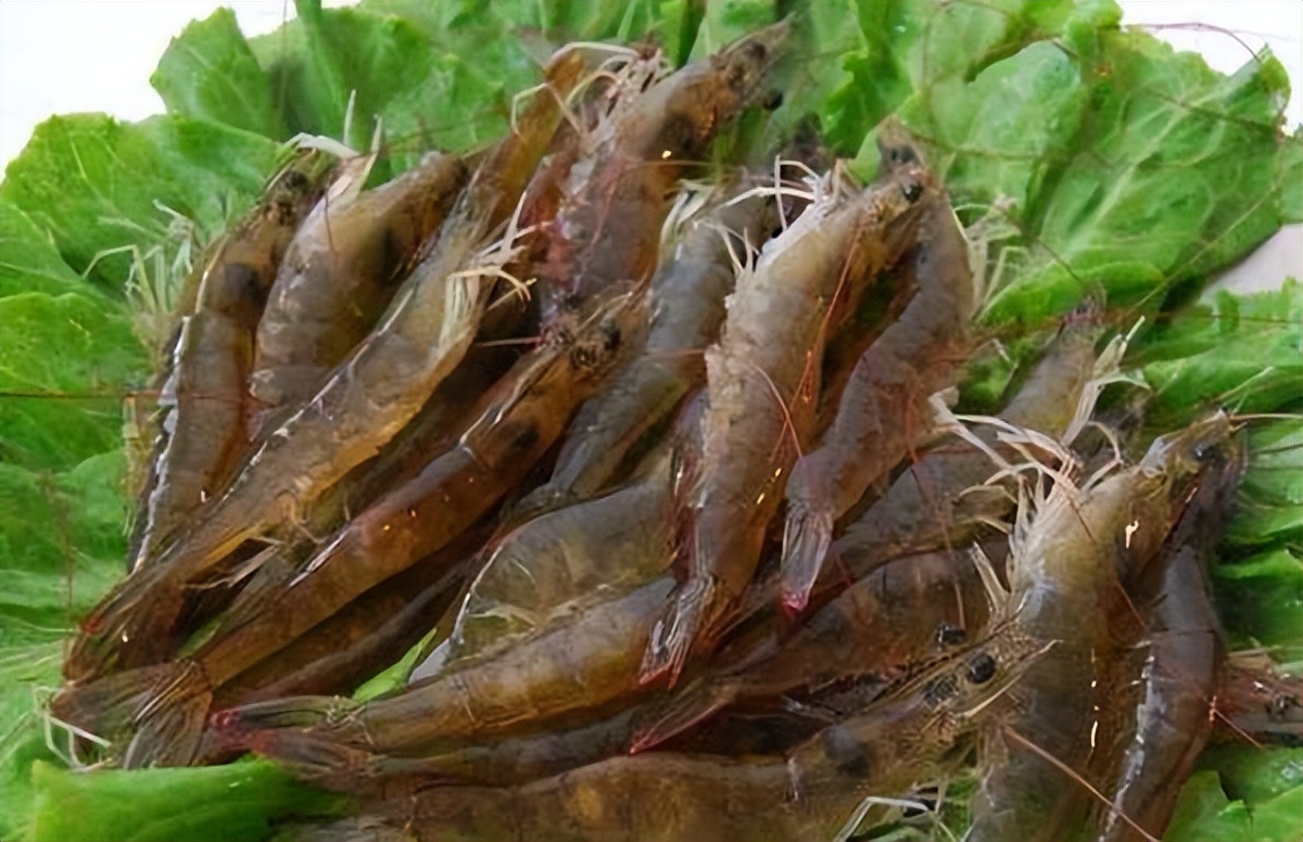 冷冻海虾和养殖虾哪个营养价值高,海虾的营养价值更高吗