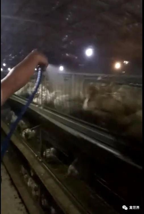 鸡养殖场降温的最佳方法,养鸡场热死鸡怎么办