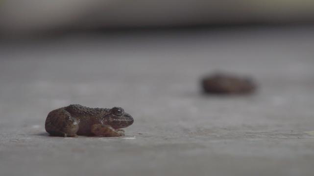 养殖石蛙深山老林,龙泉石蛙野生