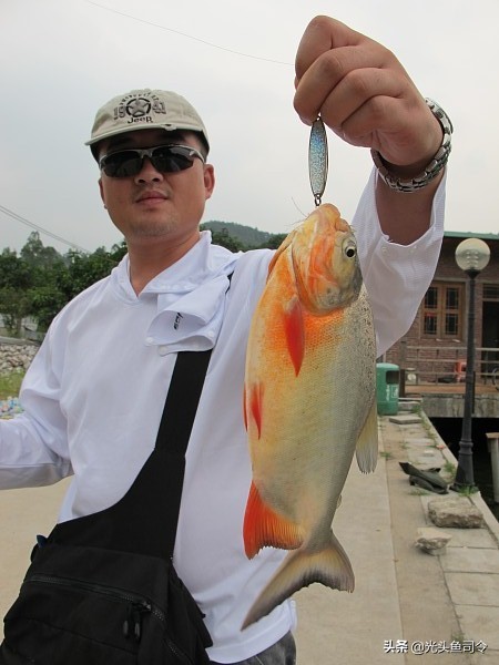 钓条不认识的鱼，肚皮是红色的，差点被咬伤，网友：食人鱼？