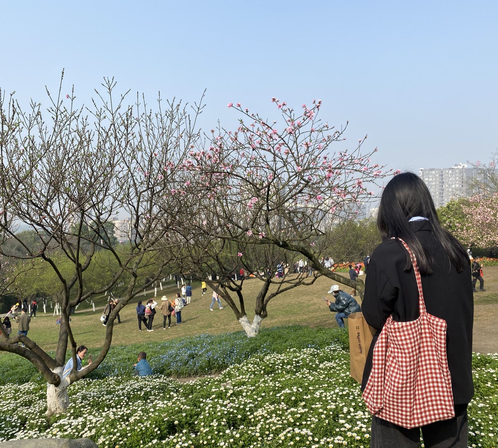 成都周边春季赏花景点推荐,成都赏花景点推荐一下