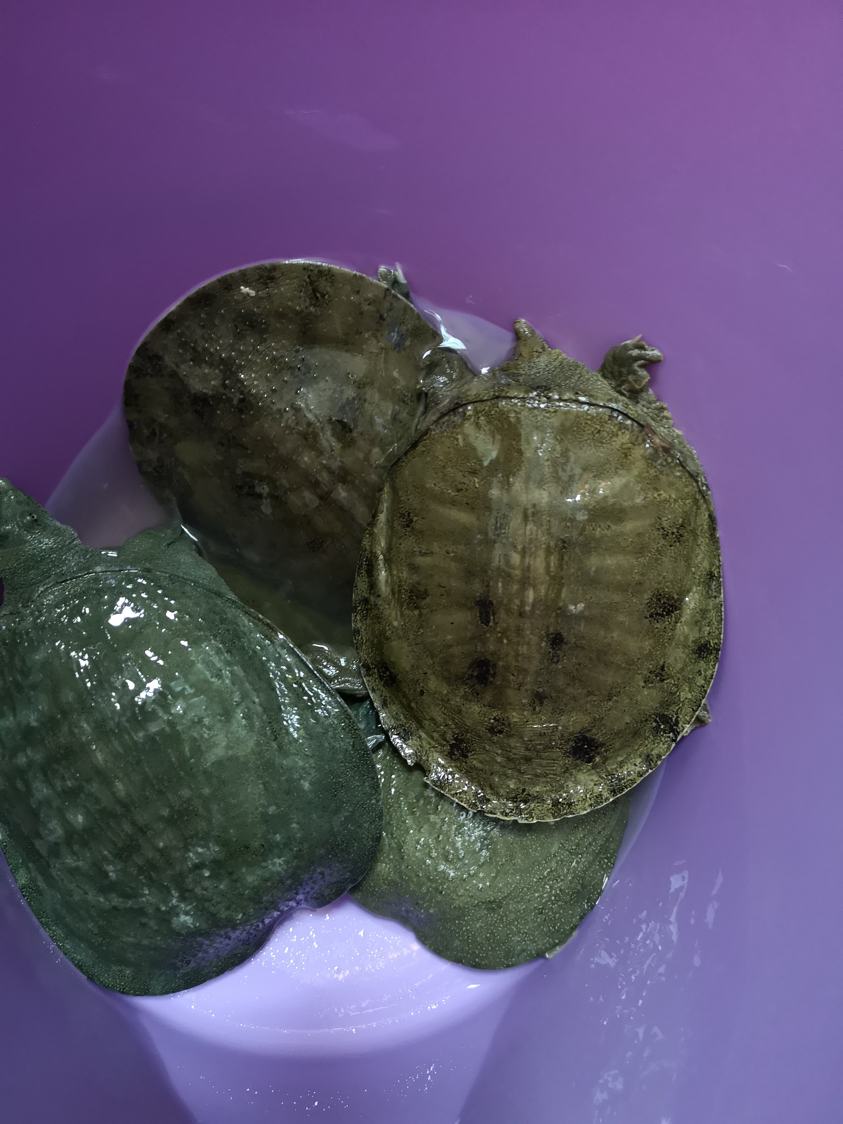 甲鱼应该怎么钓的小技巧,甲鱼生活习性及钓法图解