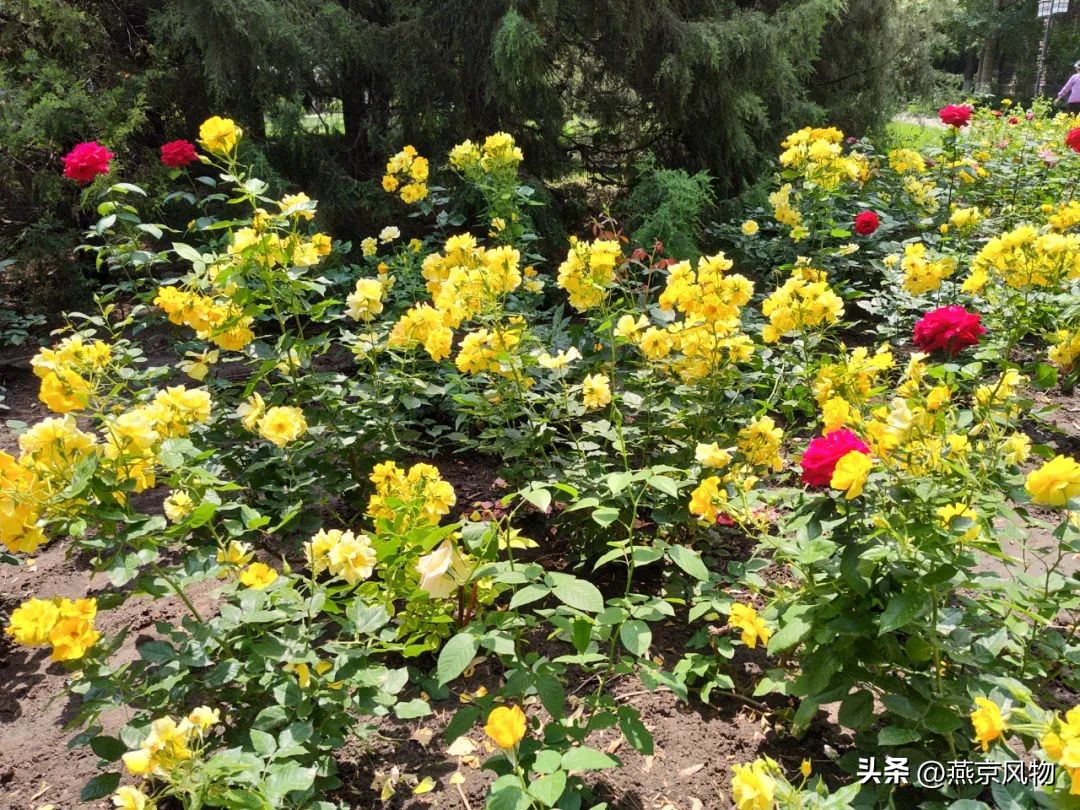 又到一年花开时下半句,又到一年花开时朗诵