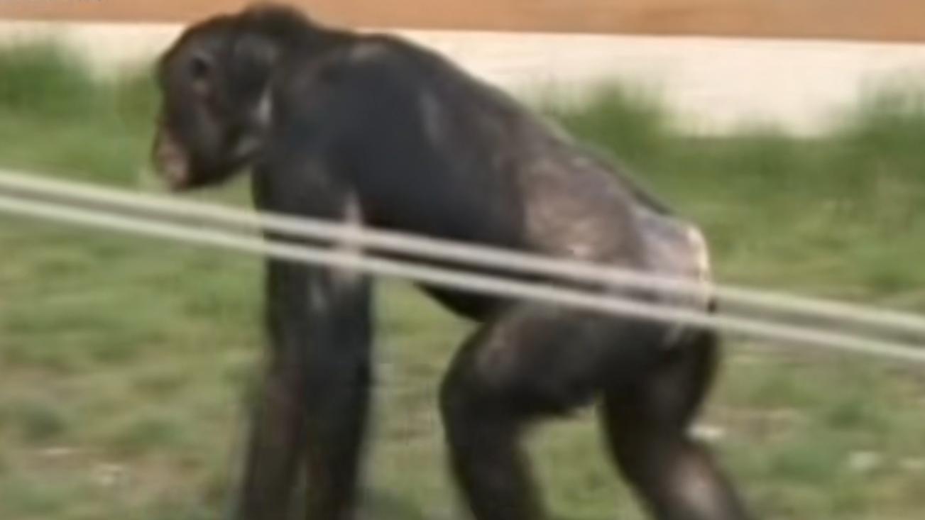 动物园的猩猩感染烟瘾,母猩猩染上烟瘾