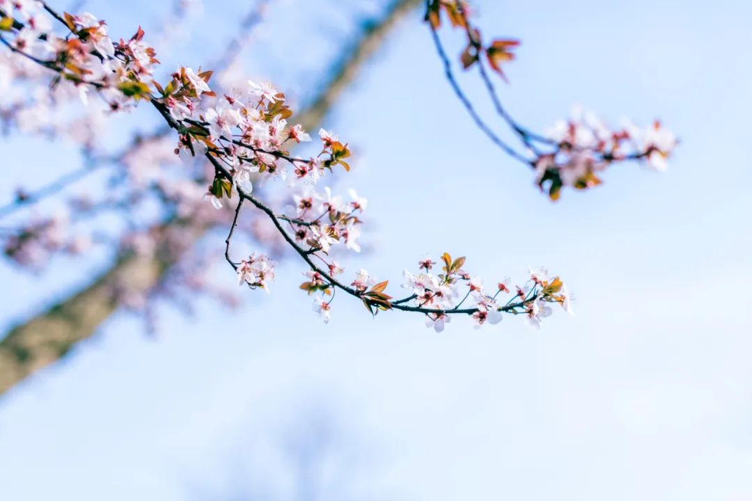 宋词三百首的诗句,宋词三百首经典词