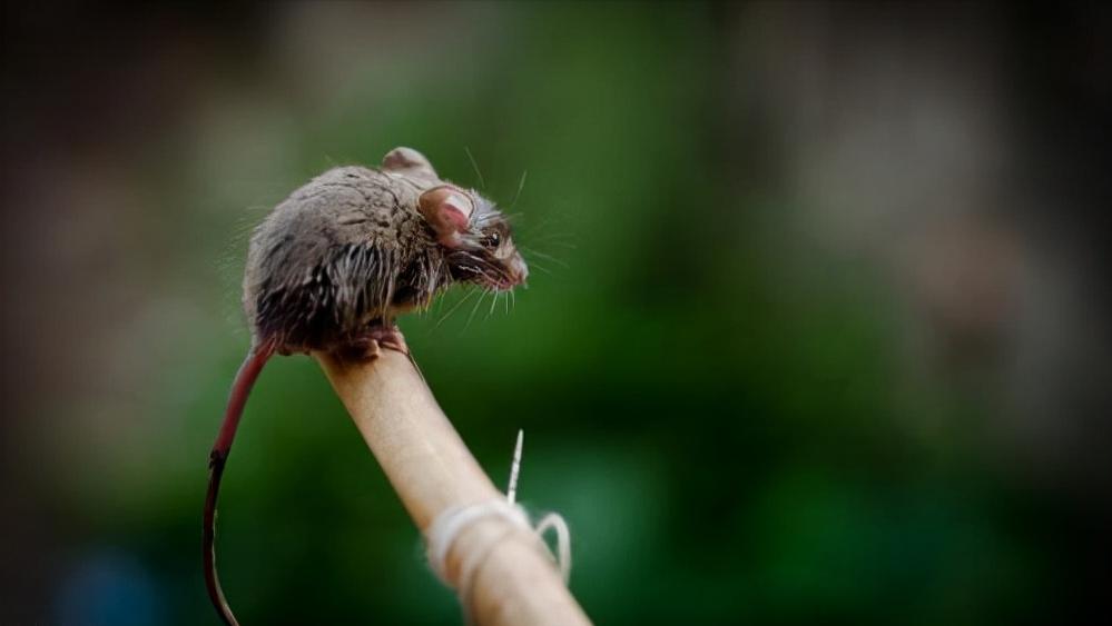 鼠王被抓叫来老鼠报复咬人,老鼠爬到床上为什么还会咬人