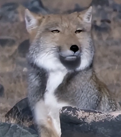 鎾炶劯鏂硅劯鐚村瓙鐨勫コ缃戠孩,鏂硅劯鐚村瓙妯′豢浜虹殑琛ㄦ儏