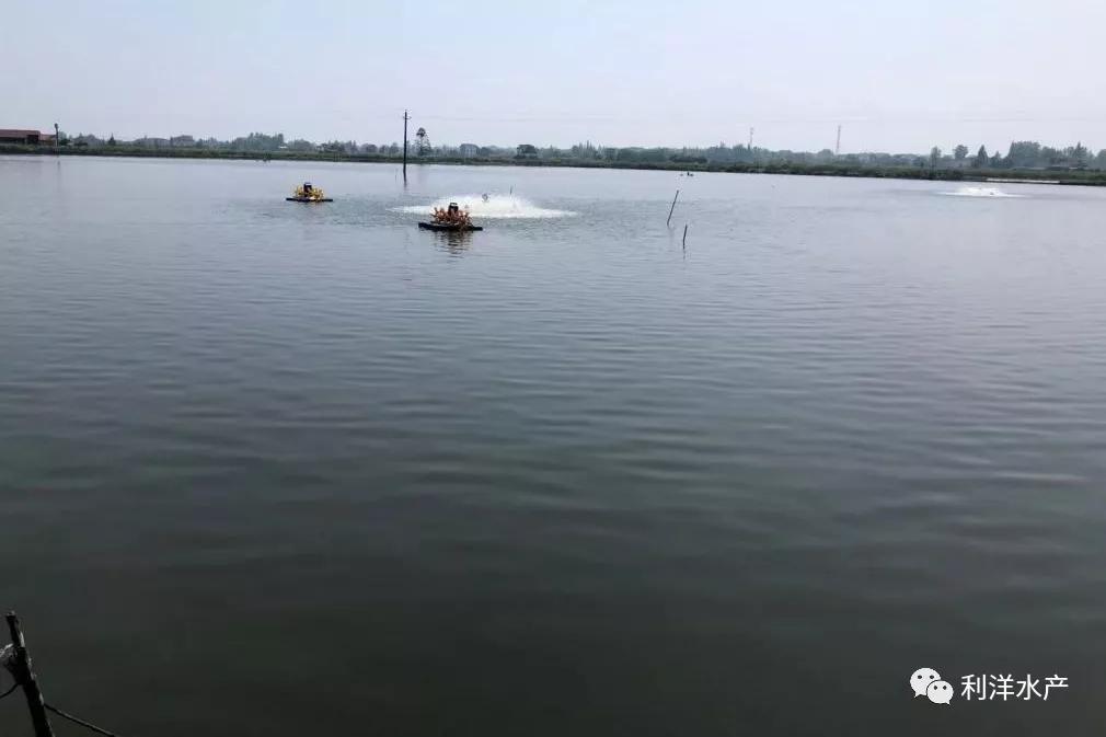 春季草鱼发病,春季草鱼发病如何防治