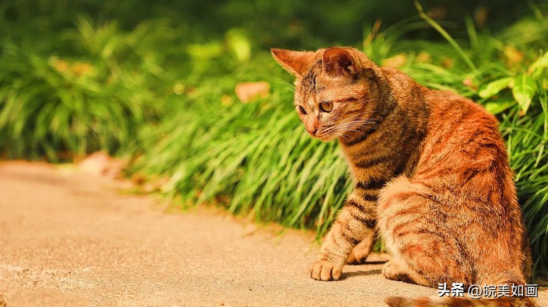 安徽大学好看的风景,高校最美秋景