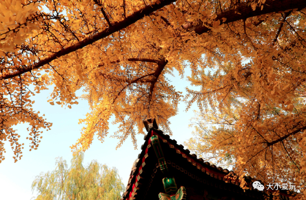 银杏最美的地方,金秋十月最美的银杏