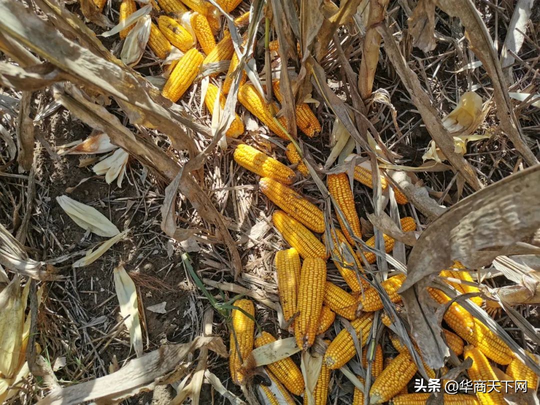 佳木斯买的大米被扔进垃圾桶,佳木斯大米倒垃圾桶后续跟进