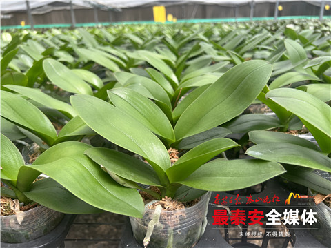 乐业*安泰**丨智能大棚里种出创业致富花！德州籍大学生扎根*安泰**白手起家