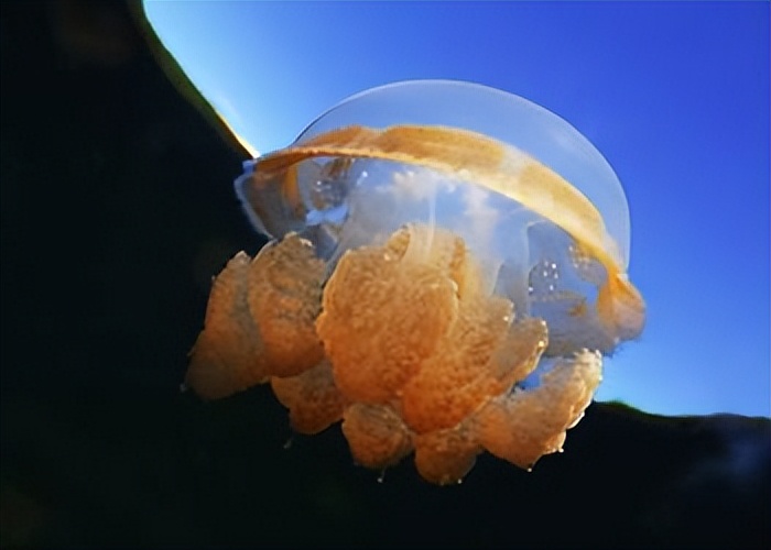 科普什么是nlp,科普什么是生物