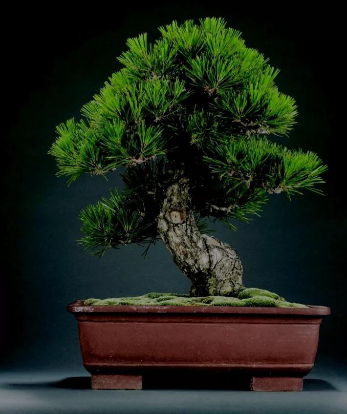 岭南黑松盆景经典致极，顶尖的艺术境界，请您欣赏