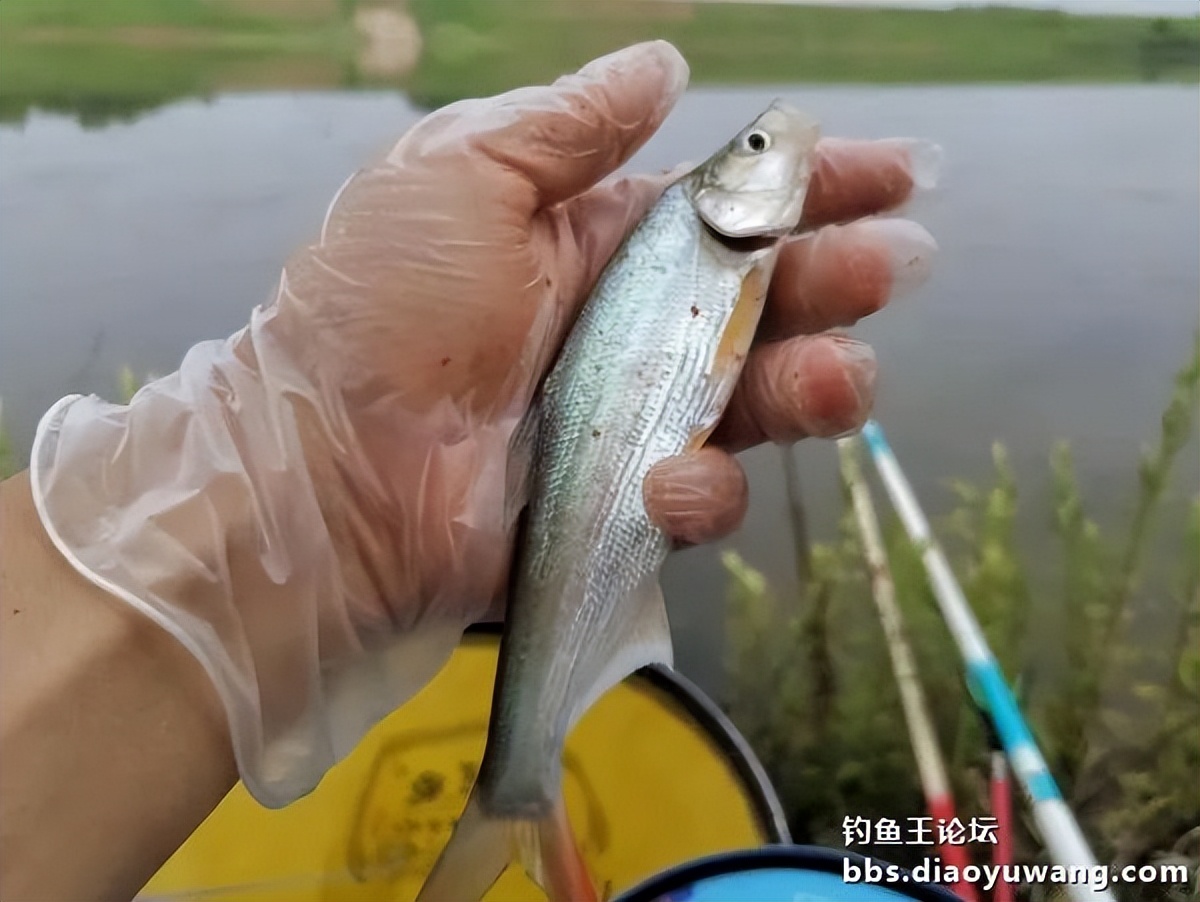 饵料完全包住钩,饵料完美状态