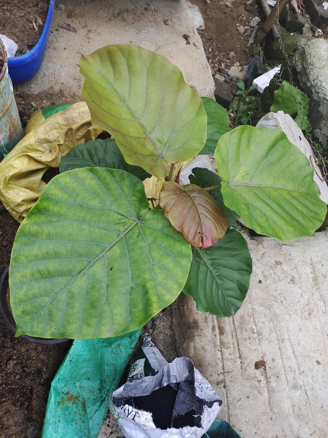 刚买回来的盆栽掉叶子怎么回事,盆栽蔫了怎么补救