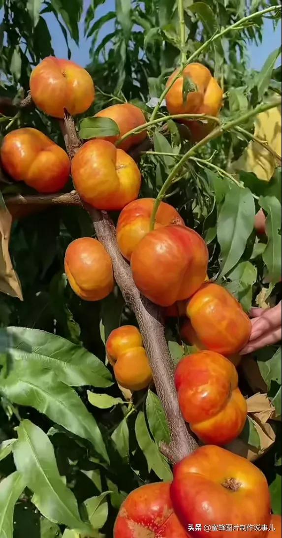 丰富美味的水果壁纸,甘甜适口的美味水果壁纸图片