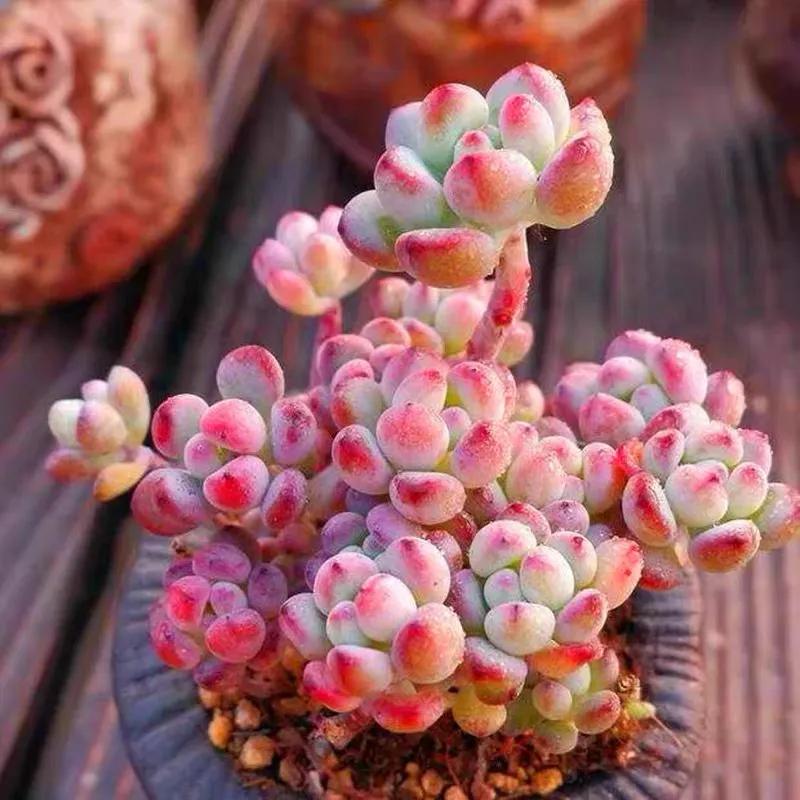 好看又度夏容易的多肉品种,油画棒绘画治愈系简单多肉葡萄