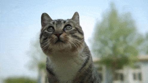 最好看最听话的猫是什么猫,最受欢迎的6种猫你家猫上榜了吗