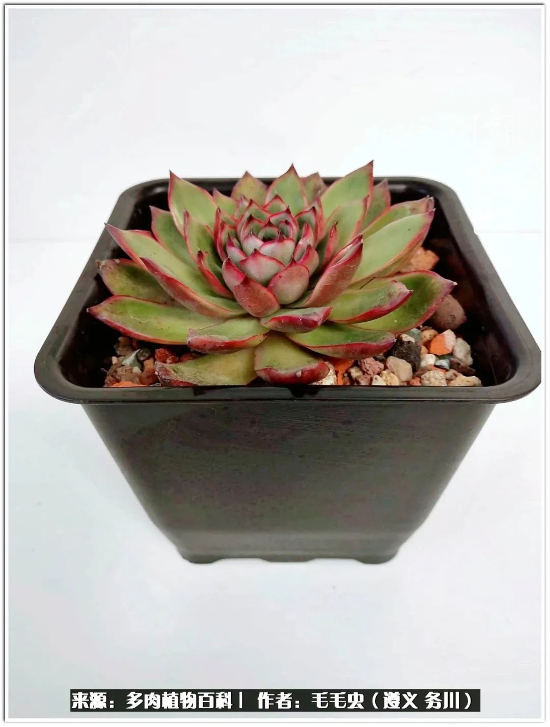 多肉可抵岁月,多肉之花语