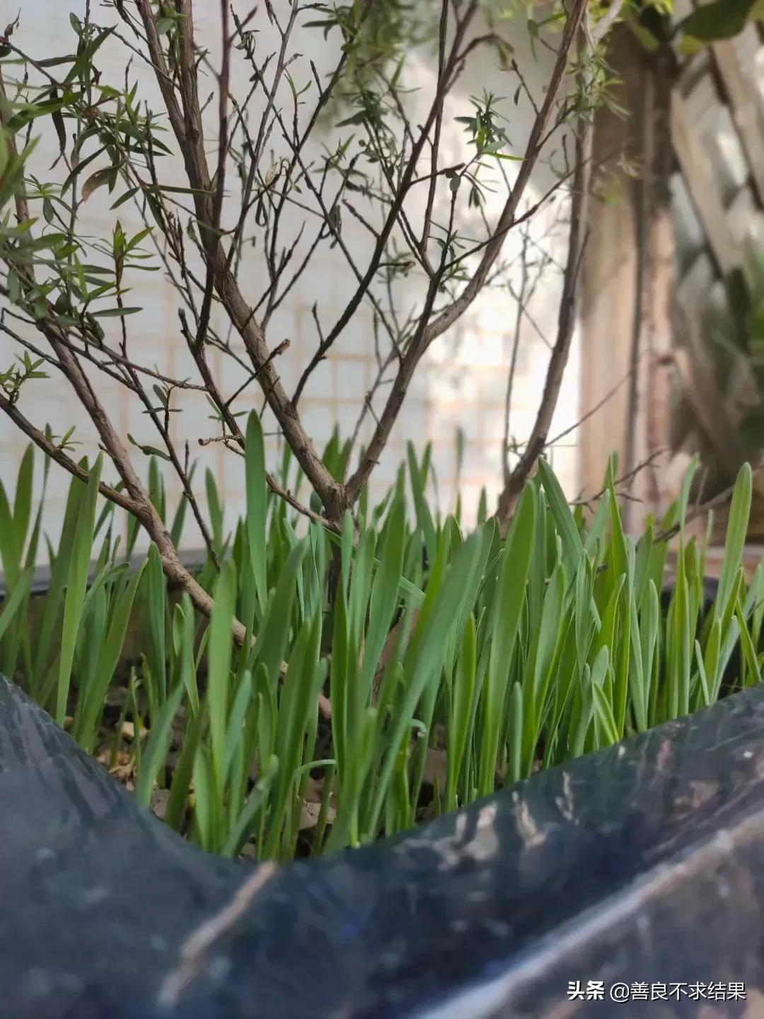 古朴的“农家小院”,总是备受人们喜爱