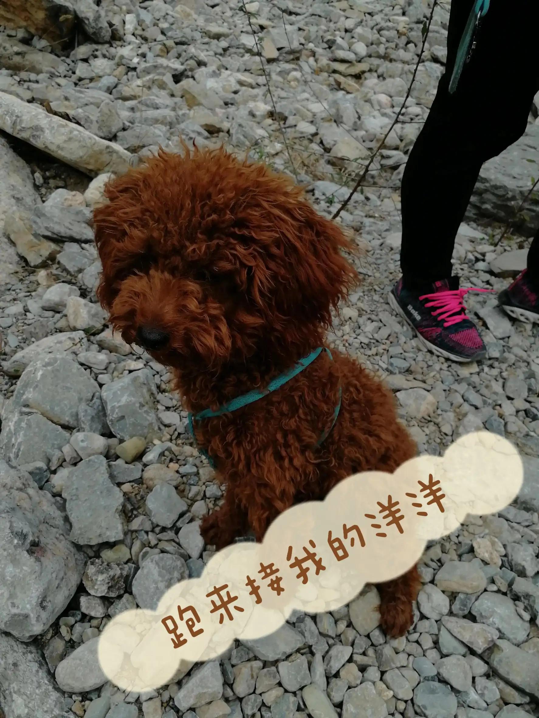 养只可爱的狗头,养只小可爱游戏