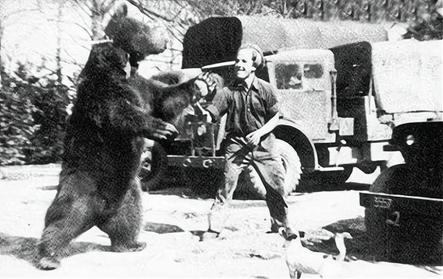 唯一参加过二战的棕熊与士兵训练,参加二战的俄罗斯熊