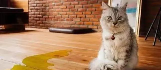 黑心狗厂逼迫反复生育至瘫痪的哈士奇，被拯救后活成了小公主