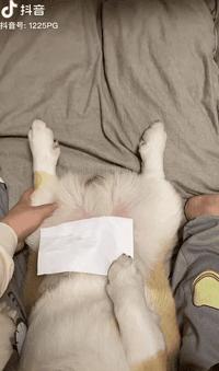 狗狗吃了夏威夷果怎么解决,狗狗吃了夏威夷果一只后腿瘸