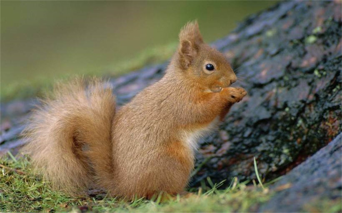 世界上最聪明的动物是什么动物,世界上最聪明的十种动物排名