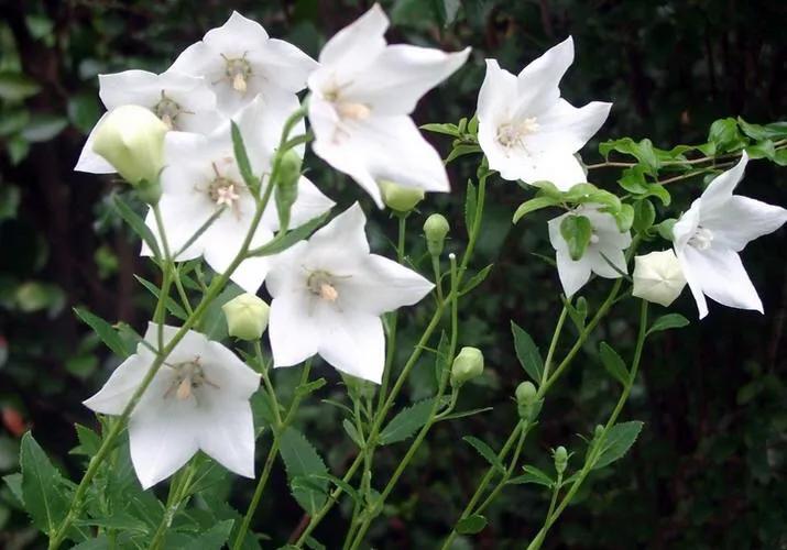 原创花卉作品·桔梗花·花中处士，不慕繁华。已然成为园林新宠。