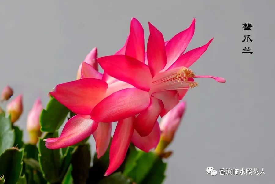 部编三年级下册习作我的植物朋友,三年级下一单元习作我的植物朋友