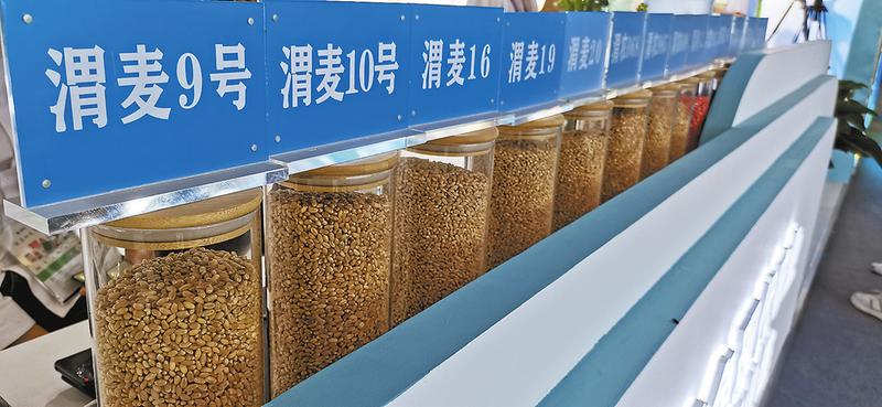 杨凌农高会农业产业园,渭南乡村振兴农产品展销会