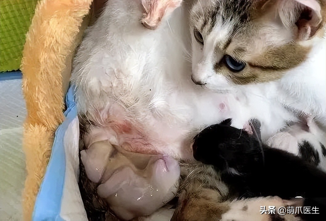 “我还没生，却给猫接生了…”