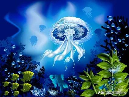 奇怪又美丽的水母,透明漂亮的水母