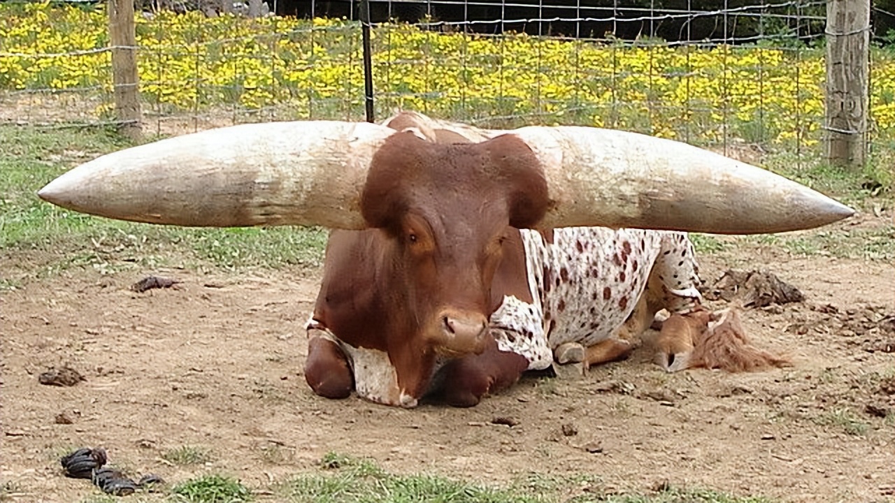 26张离奇动物照片：克苏鲁大人在沙滩爬行，货轮撞翻鲸鱼