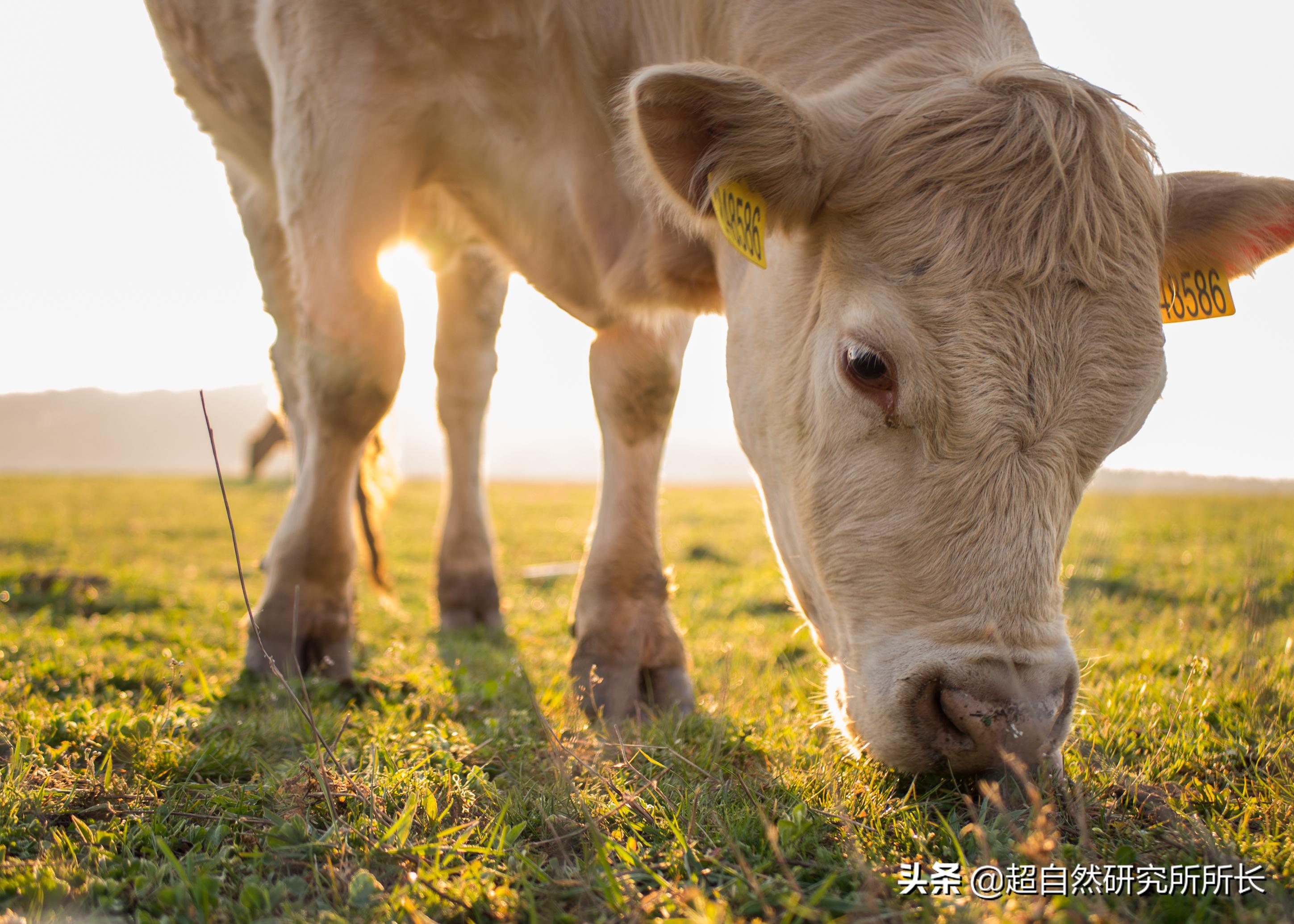 人类真的可能会变丧尸吗,人类有可能变成僵尸吗