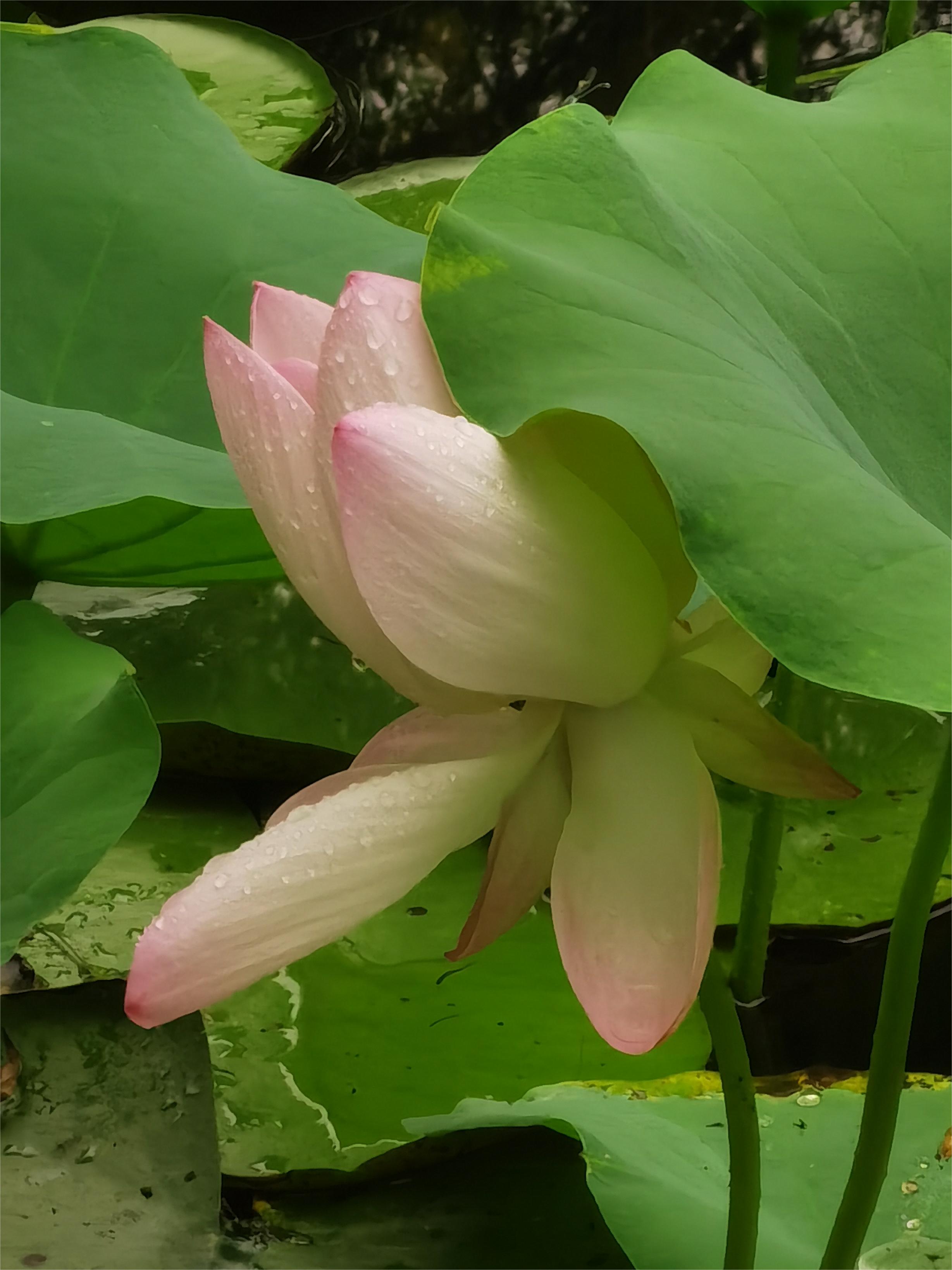 寻夏雨荷,寻找夏雨荷的景点