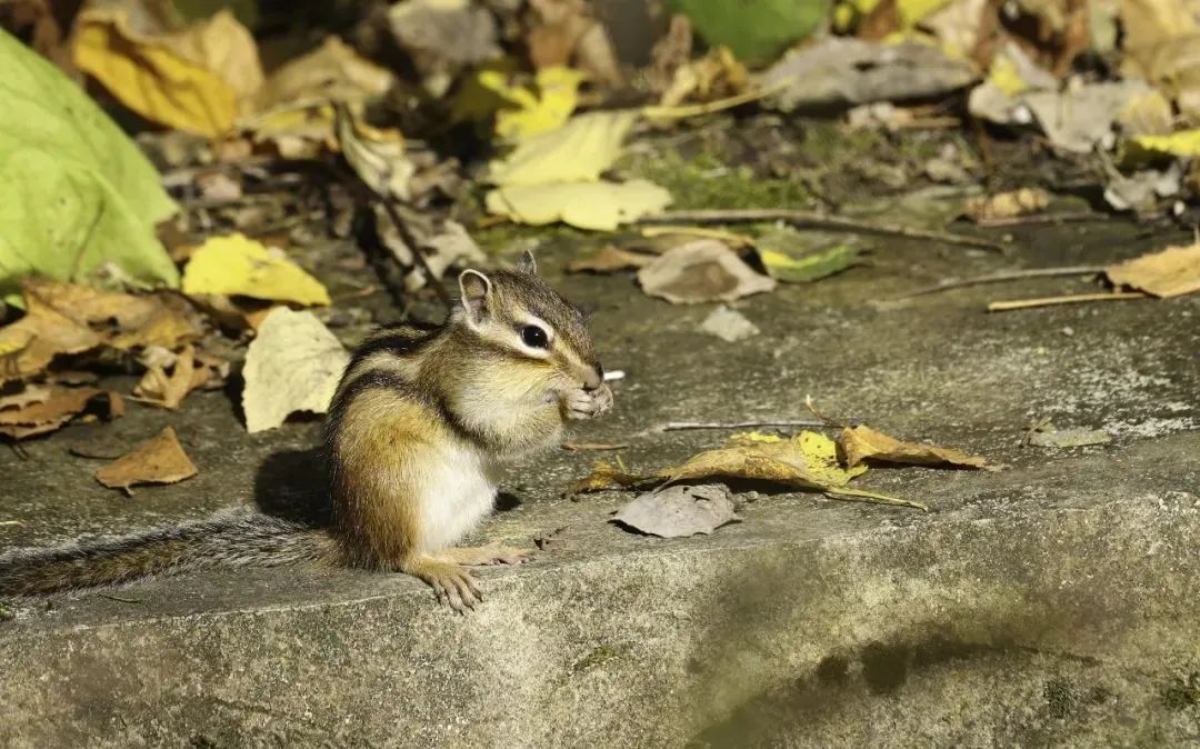 红橙黄绿正在上线,全家都能爱上这个“限定款”