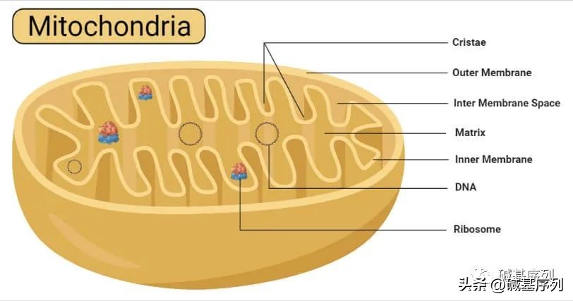 孕前有必要做基因检测吗,孕前有必要做基因筛查吗