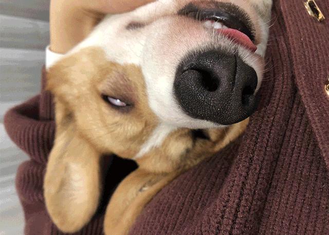 狗狗孤独会有这几种表现别忽视了,狗狗有这六种表现说明它很孤独