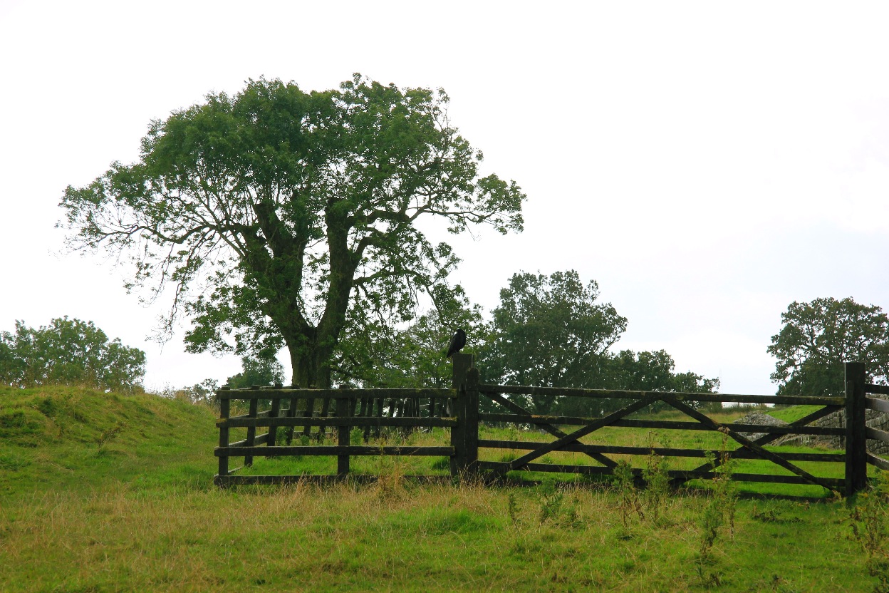 牛肉和葡萄,牛肉葡萄能一起吃吗