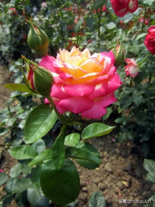 黄色系藤本月季哪个品种好,适合海南种的藤本月季品种