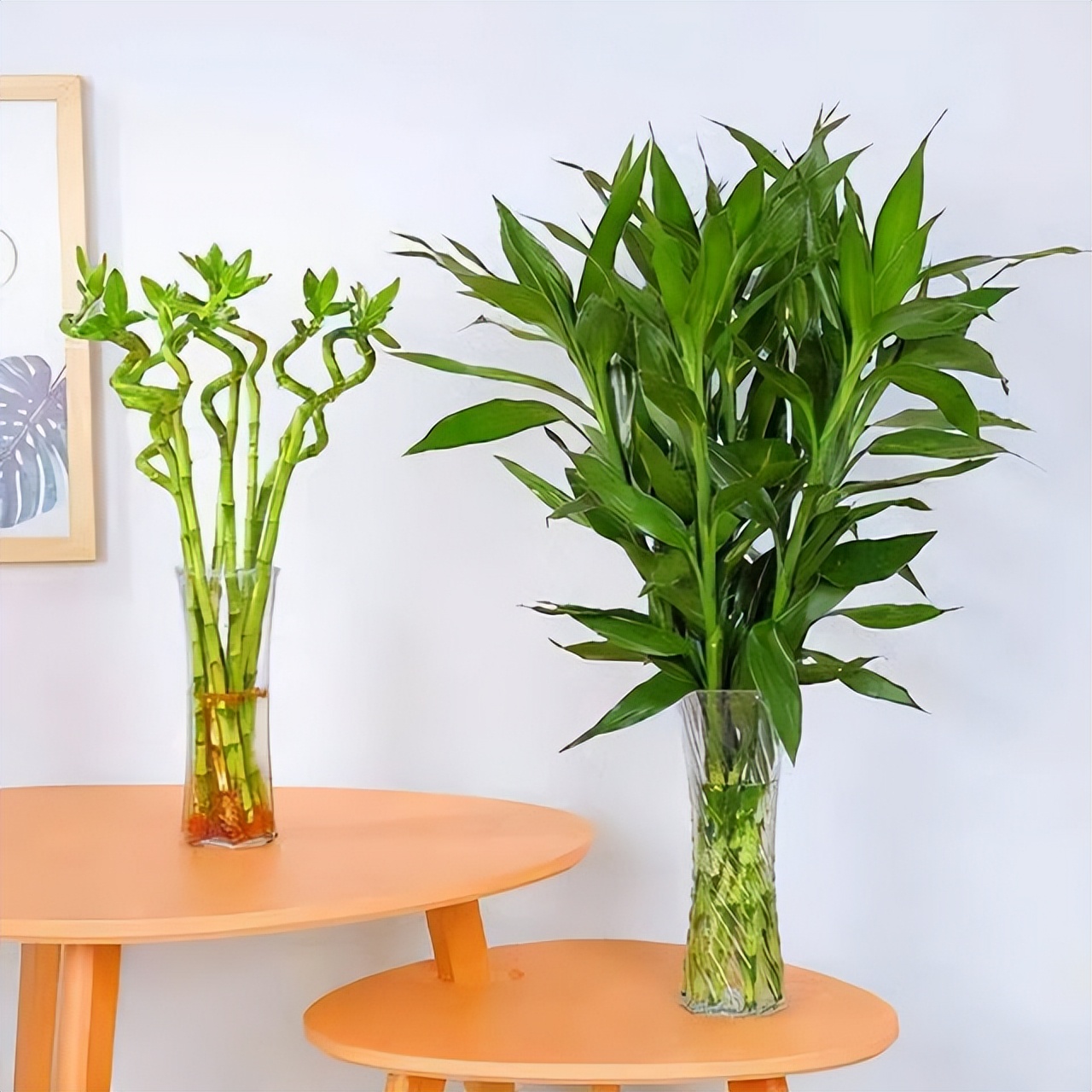 办公室水培富贵竹一般养几根最好,水培富贵竹养几根才最好吉利