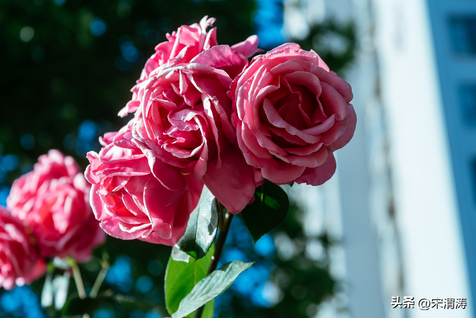 宋姓起源,山西洪洞宋姓起源