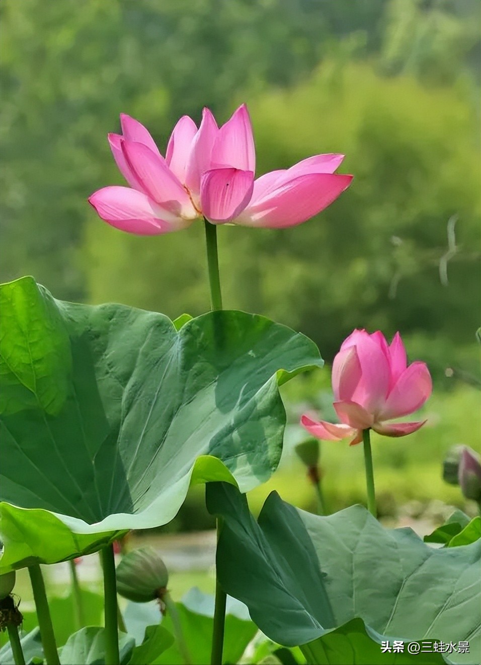 池塘里适合种什么植物,鱼塘适合种点什么植物