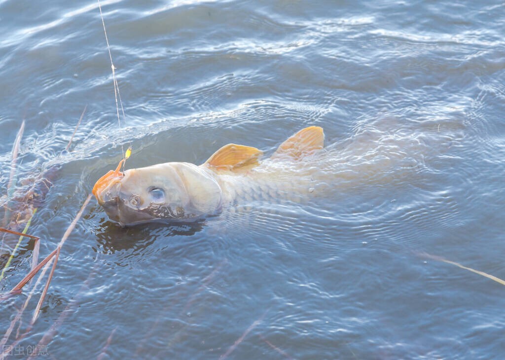 玉米钓法在什么样的环境下用,玉米打窝玉米作钓技巧