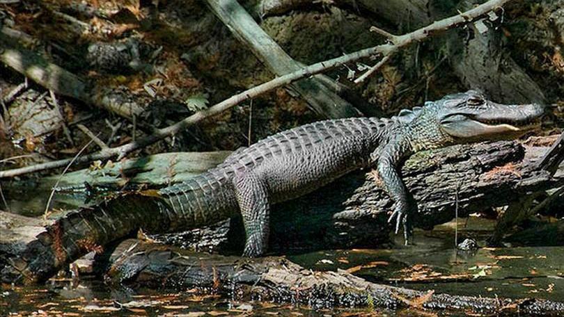 美国佛州最大缅甸蟒,美国蟒蛇泛滥原因