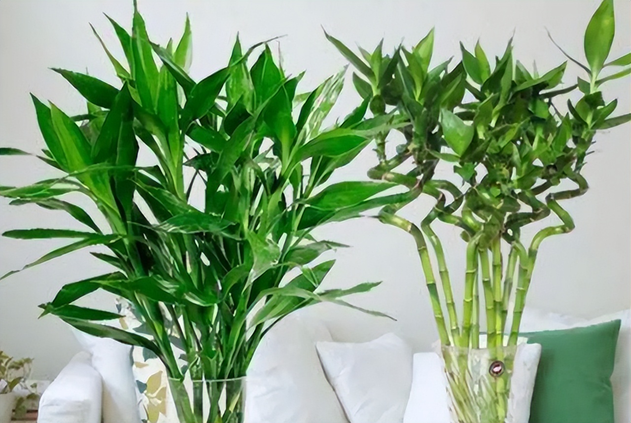 怎样让富贵竹长得又粗又壮,怎么能让富贵竹只长粗不长高